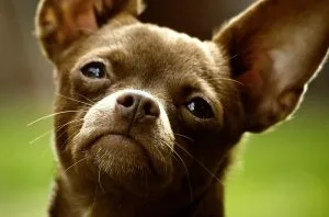 about chilier dog breed