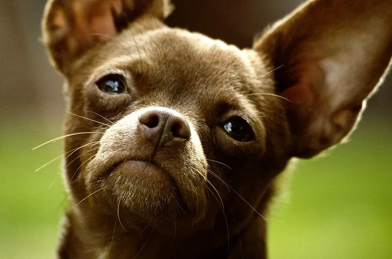 about chilier dog breed