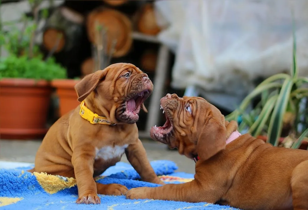 mastiff dog breeds