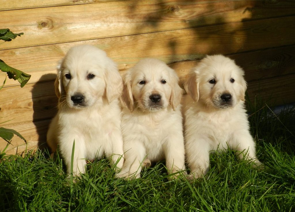 golden retriever names
