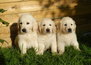 golden retriever names