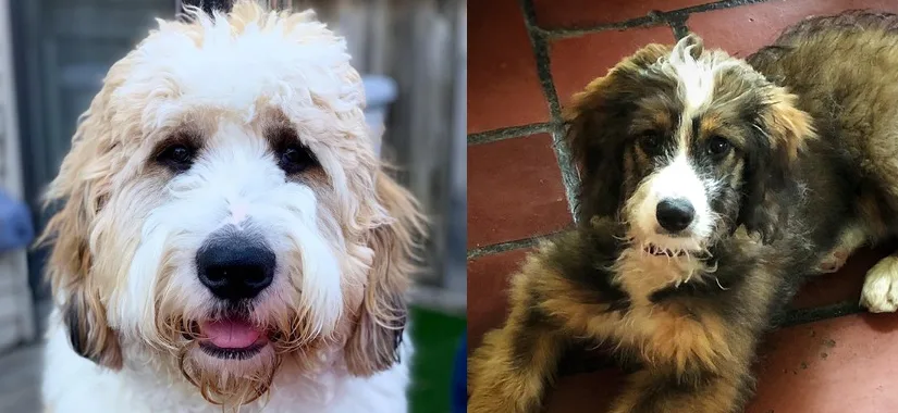 standard bernedoodle vs st berdoodle comparison