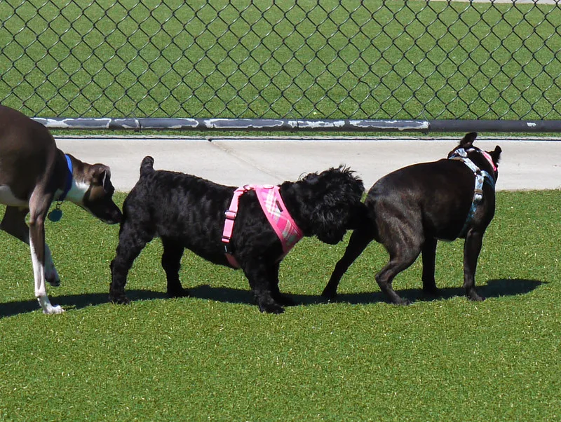 dog butt sniffing