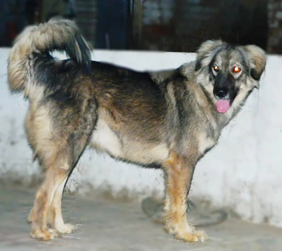 Bakharwal dog