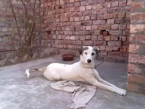 vikhan