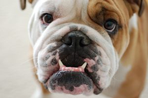 Brachycephalic Dog