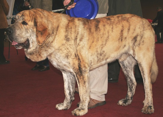 kumaon mastiff indian dog breeds