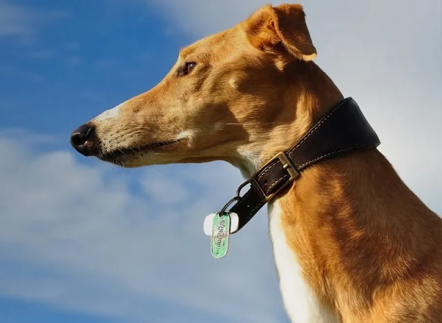 mahratta greyhound indian dog breed