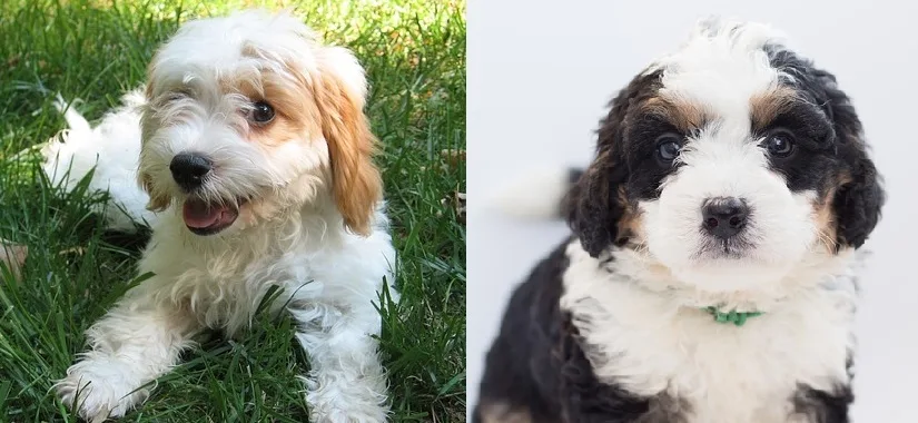 Bernedoodle vs cavoodle