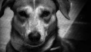 indian pariah dog