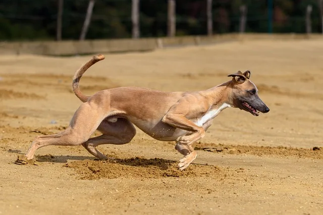 rampur greyhound indian dogs