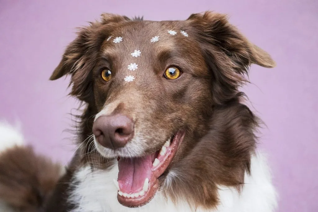 add joy to your dogs life