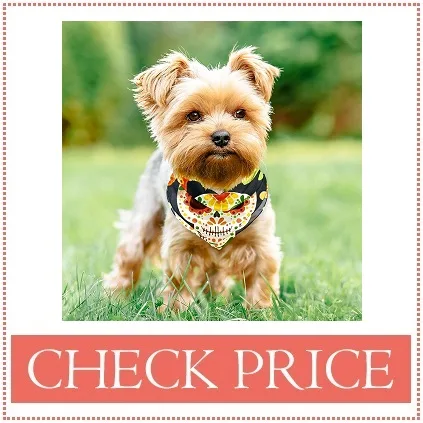 dog halloween bib costume