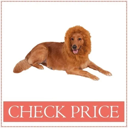dog lion wig costume