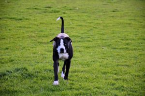 bully kutta pros and cons