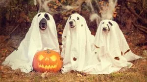 dog halloween costumes 2019