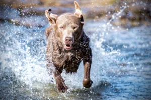 ideal dog bmi