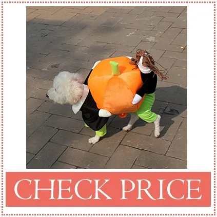dog carrying pumpkin costume