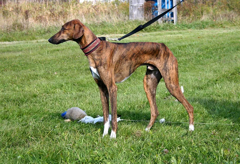 Azawakh dog breed profile and facts