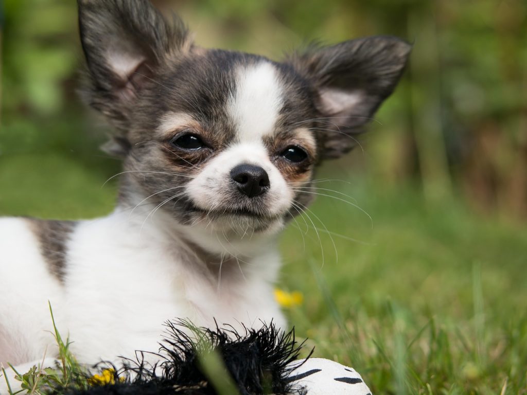 chihuahua dog breed profile