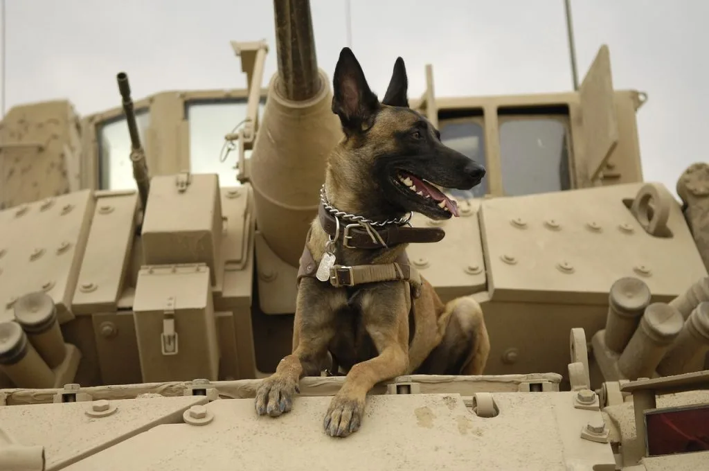 Belgian Shepherd Quick Profile and facts
