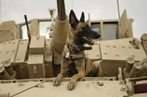 Belgian Shepherd Quick Profile and facts
