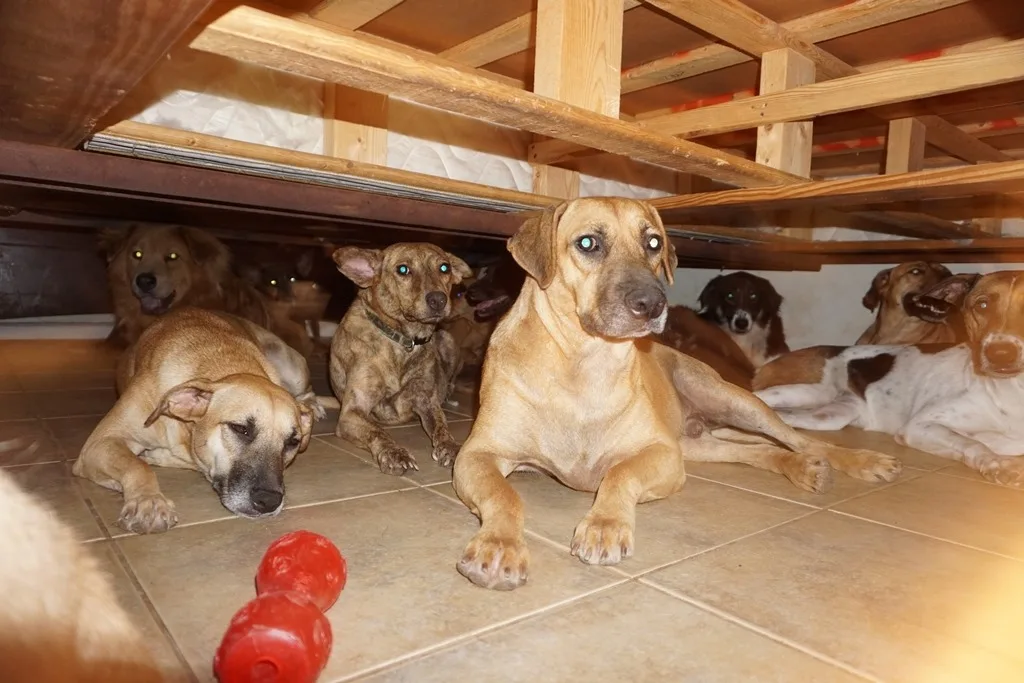 dog-shelter-chella-phillips