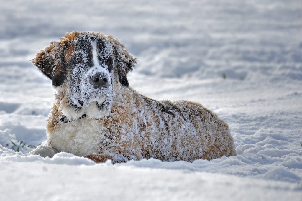 dogs winter myths