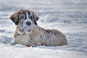 dogs winter myths