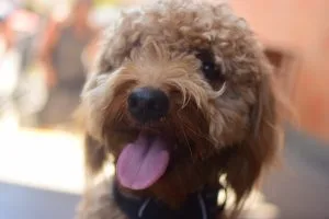 groodle dog breed info