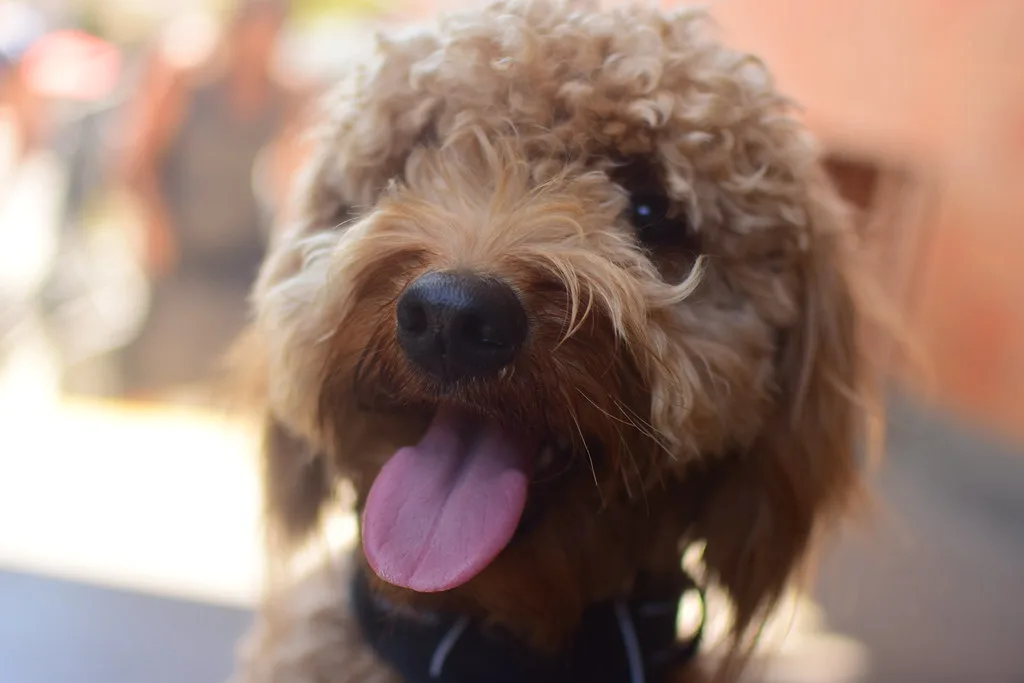 groodle dog breed info