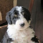 Mini Bernedoodle breeders East Coast