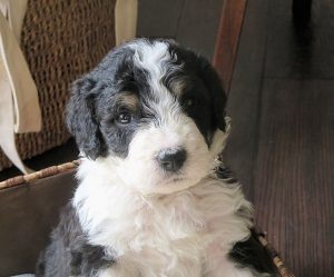 Mini Bernedoodle breeders East Coast