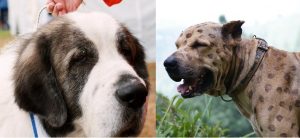 Bully Kutta vs Pyrenean Mastiff