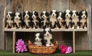 Bernedoodle puppies litter