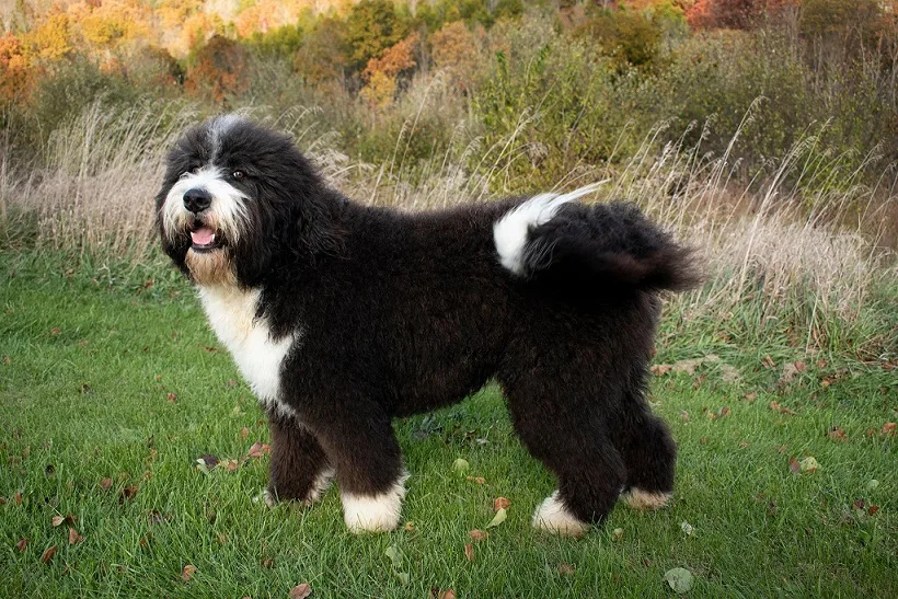 Bernedoodle-therapy-dog