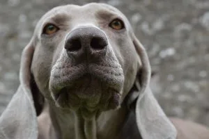 can dogs see ghosts