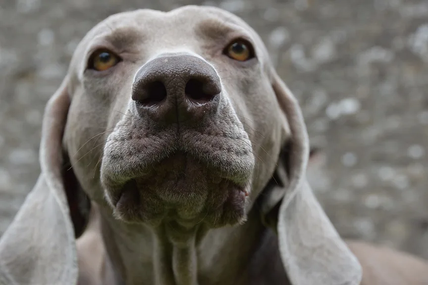 can dogs see ghosts