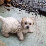 Shih Poo puppies for sale