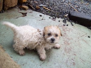Shih Poo puppies for sale