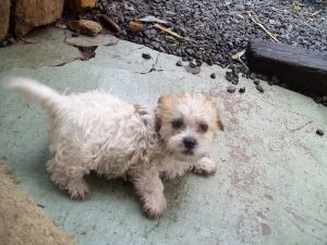 Shih Poo puppies for sale