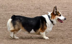 welsh corgi breeders