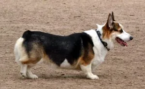 welsh corgi breeders