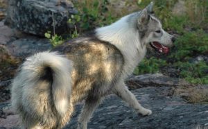 Canadian Eskimo Dog