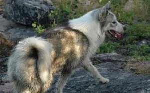 Canadian Eskimo Dog