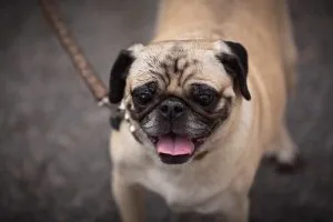 Pug Names