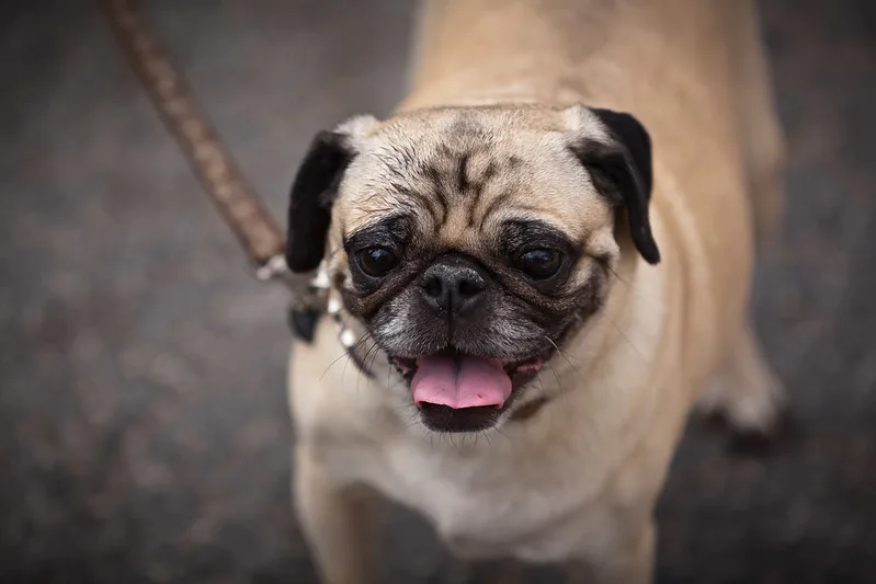 Pug Names