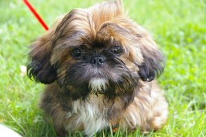 Shih Tzu Dog Breed