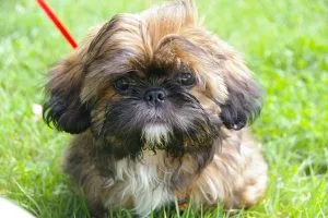 Shih Tzu Dog Breed