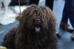 barbet recognized by akc